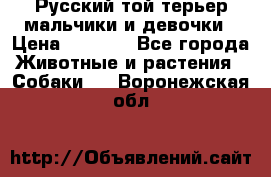 Русский той-терьер мальчики и девочки › Цена ­ 8 000 - Все города Животные и растения » Собаки   . Воронежская обл.